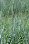 Dallis grass